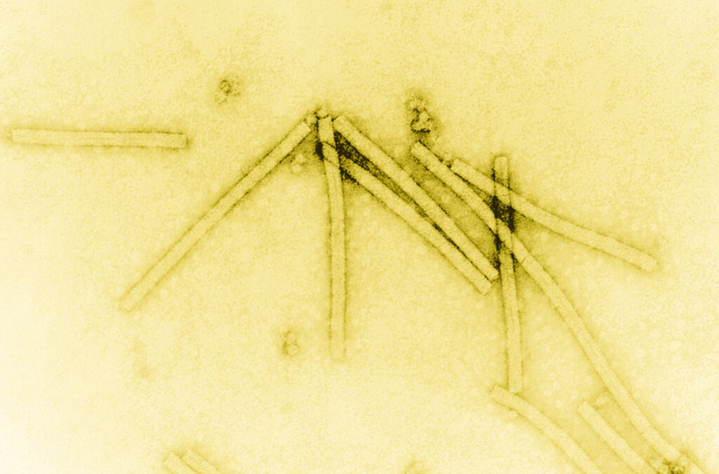 TobaccoMosaicVirus