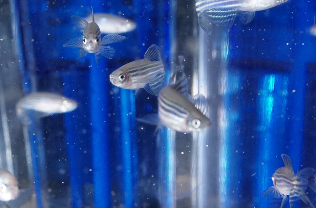 Zebrafisk_foto-Lars Bräutigam.JPG