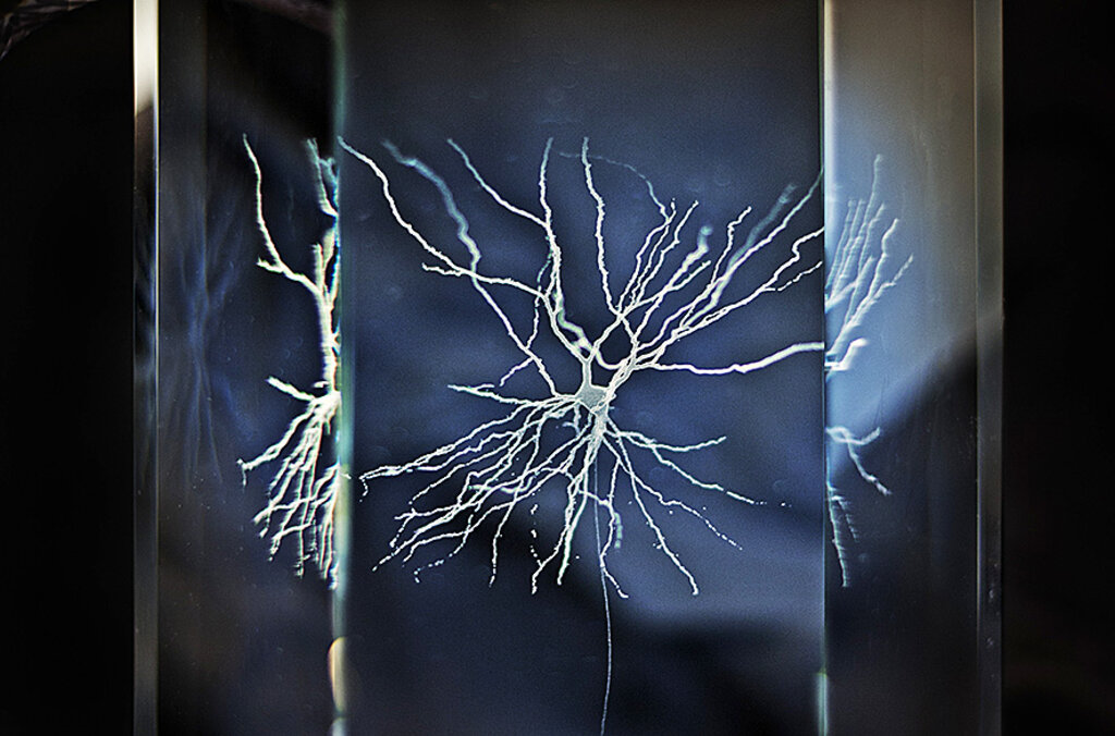 Neuron