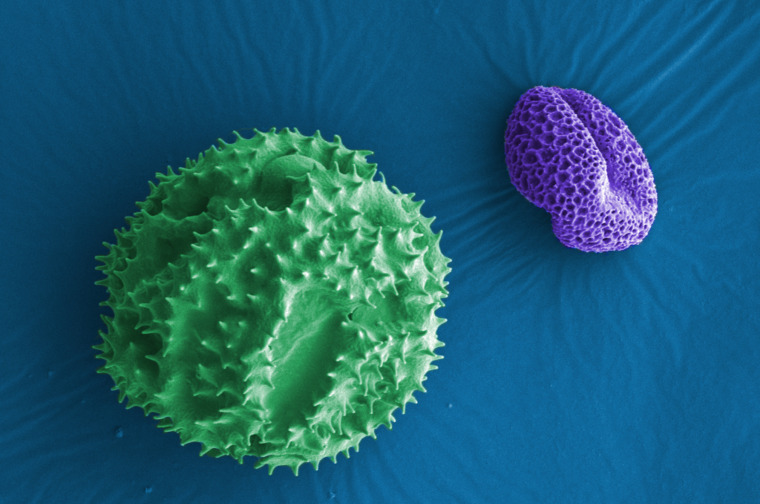 Pollen