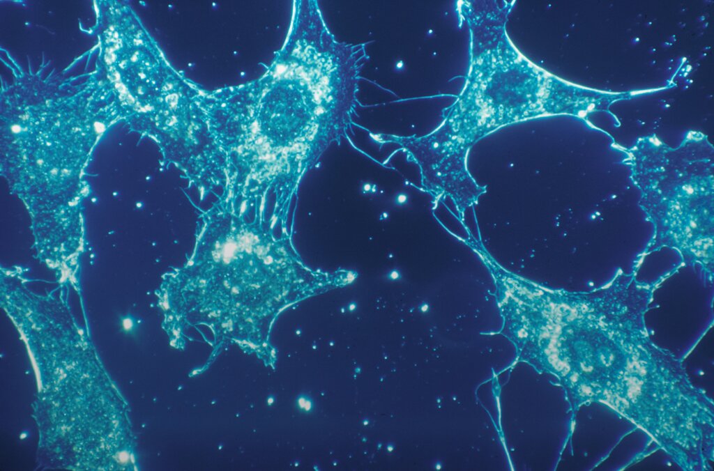 Science Today: Cellen - Nobel Prize Museum